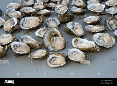 fresh shucked oysters on the half shell Apalachicola Florida Stock Photo - Alamy