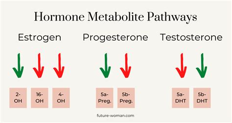 5 reasons to test your hormone metabolism - FUTURE WOMAN