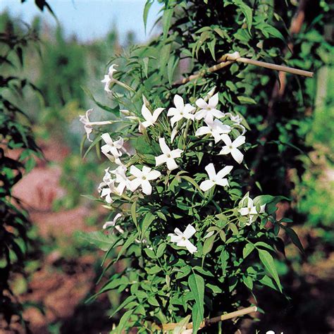 Jasminum officinale | Dobies