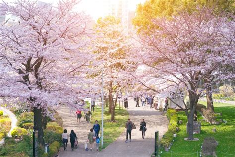 Cherry Blossoms in Tokyo: Best Spots and Guide - Japan Rail Pass