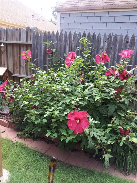 Hardy hibiscus in my yard Come back every year | Dream garden, Hardy ...