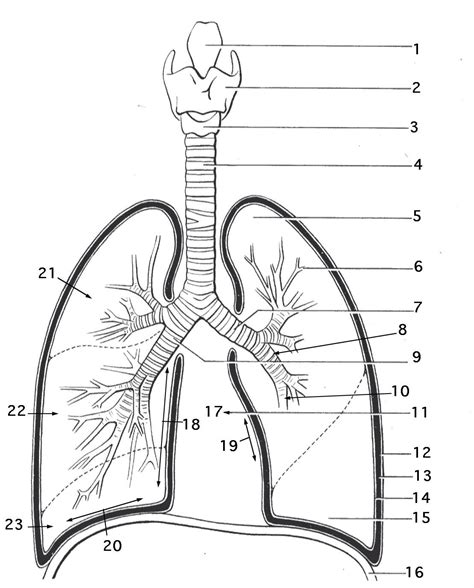 Respiratory System Drawing at PaintingValley.com | Explore collection ...