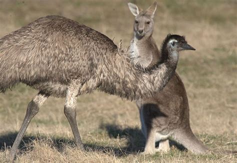 Australian Wildlife, Wallaby, Kangaroos, Emu, Animal Kingdom, Animals, Kangaroo, Animales, Animaux