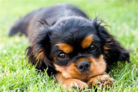 Cavalier King Charles Spaniel Puppies For Sale - AKC PuppyFinder