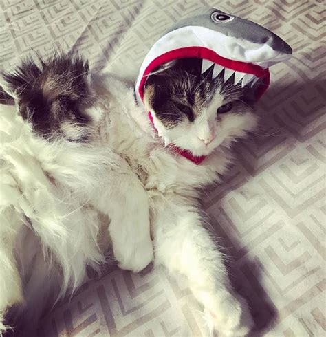 Shark Costume | Cats, Dog halloween costumes, Halloween animals