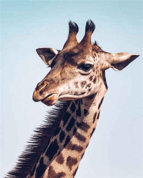 Do all giraffe have horns? - Giraffe Conservation Foundation