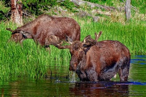 Photo Gallery of the week – Wildlife in and around Estes Park! – Estes Park Trail-Gazette