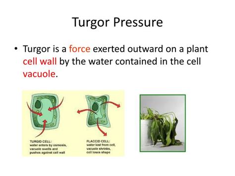 PPT - Turgor Pressure PowerPoint Presentation - ID:2180393