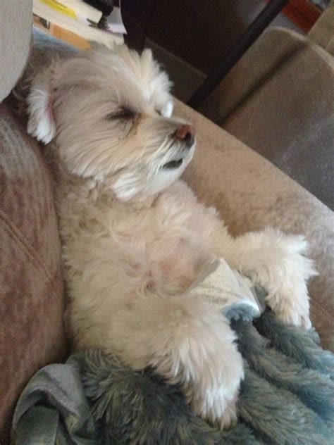 I am sleeping. Come back later. Maltipoo Puppies, Maltese Dogs, Havanese, Dogs And Puppies, Cute ...