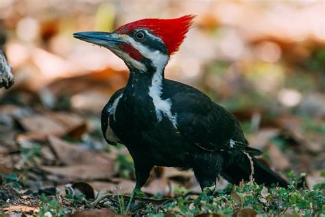 Types Of Woodpeckers Chart