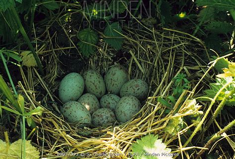 Minden Pictures stock photos - Corncrake (Crex crex) nest and eggs - S ...