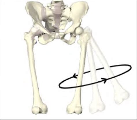 3 Illustration of the movement of hip circumduction, performed to ...