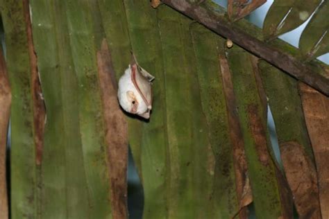 15 Super Cute Honduran White Bat Facts - Fact Animal