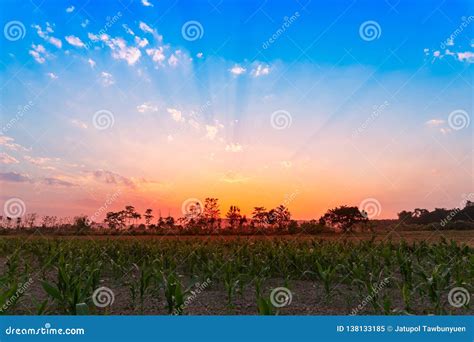 Beautiful Sunset Over the Corn Field Stock Image - Image of blue, grass ...