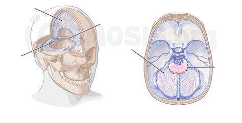 Sinuses Of The Brain