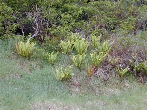 Dryopteris wallichiana Images - Useful Tropical Plants