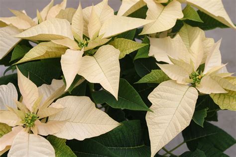 Powell Gardens' Blog: Meet The Poinsettias of 2010