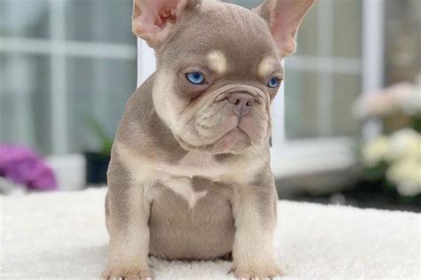 Cream French Bulldog: The Rare Frenchie That Everyone Wants