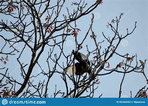 Magpie with Spread Wings in Flight Stock Photo - Image of tree ...