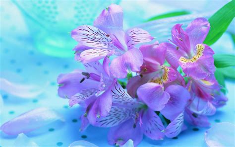 Pink And Purple Flower Backgrounds - WallpaperSafari