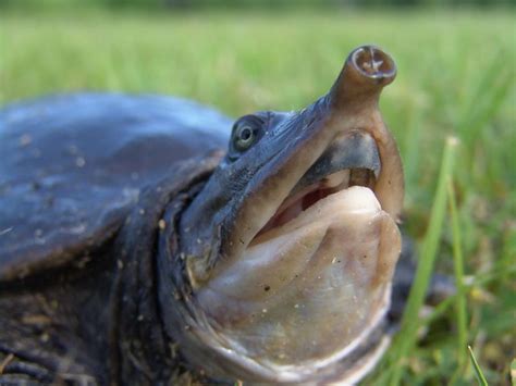 Florida Softshell Turtle | Photo by: Weskalinowski www.uglyo… | Flickr