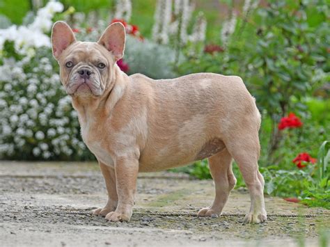 Blue Fawn Male Available Puppies Wildfire Frenchies French, 43% OFF