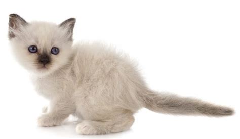 Birman Cat: Personality, History, Appearance, Care, and Health Concerns