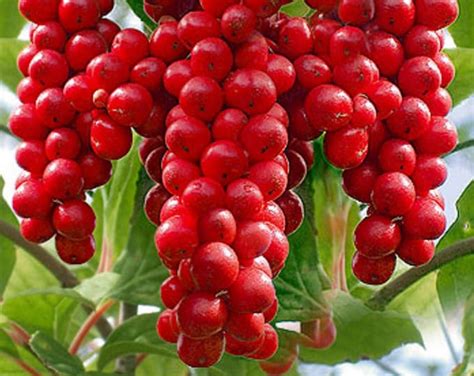 Schisandra Chinensis Plant 'sadova No.1' five Flavor Berry, Shipped in ...