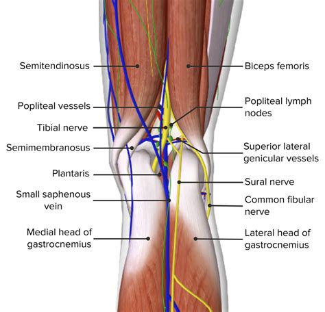 Popliteal Fossa: Anatomy | Concise Medical Knowledge