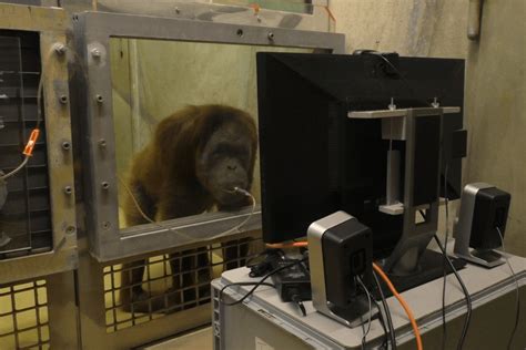 Apes might be able to tell what you’re thinking | CNN