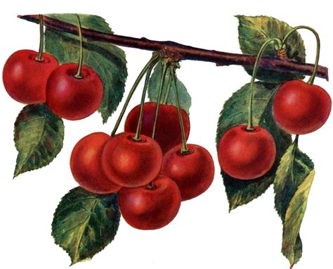 Instant Art Printable - Gorgeous Cherries - The Graphics Fairy ...