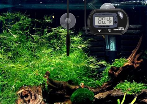 The 3 Common Types of Aquarium Thermometers (Pros & Cons)