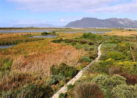 Free Photos: Rondevlei Nature Reserve. Cape Town. South Africa ...