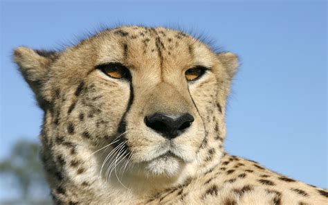 Cheetah - A Big Cat? | Fun Animals Wiki, Videos, Pictures, Stories