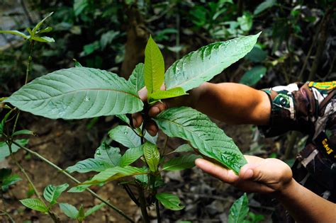 What is kratom ? | LEAF OF LIFE BOTANICALS