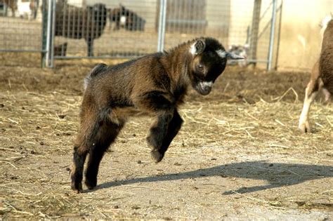 350+ Baby Goat Jumping Stock Photos, Pictures & Royalty-Free Images ...