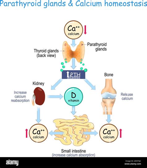 vitamin D, and Calcium homeostasis. Parathormone (PTH) secreted by the ...