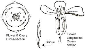 Brassicaceae Family: Characteristics, Floral Formula, Diagr