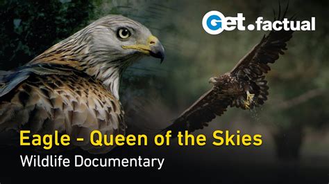 Eagle - Queen of the Skies | Wildlife Documentary - YouTube