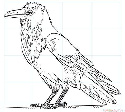 How to draw a raven | Step by step Drawing tutorials