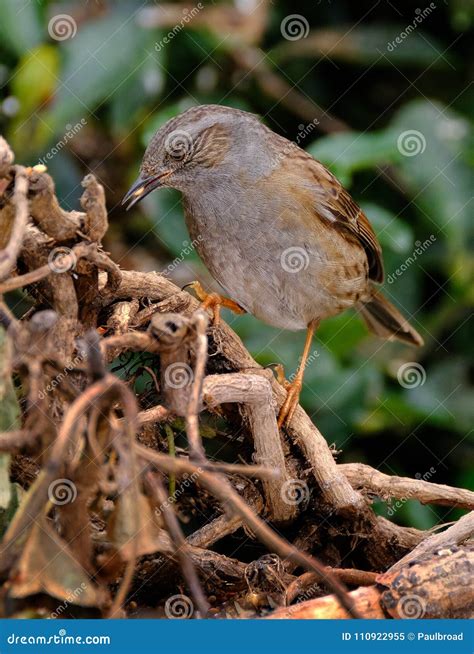 Dunnock Feeding on Seed in Urban House Garden. Stock Image - Image of nature, danger: 110922955