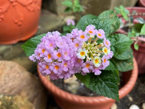 Lantana Seeds: Grow Your Own Beautiful, Flowering Shrub! - A-Z Animals