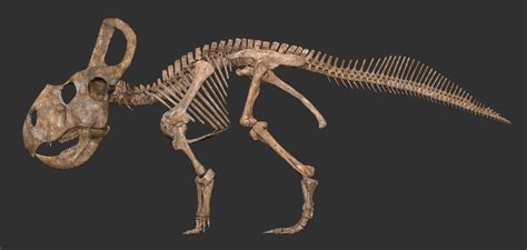 ArtStation - Protoceratops skeleton. by Vitamin Imagination, Vitamin ...