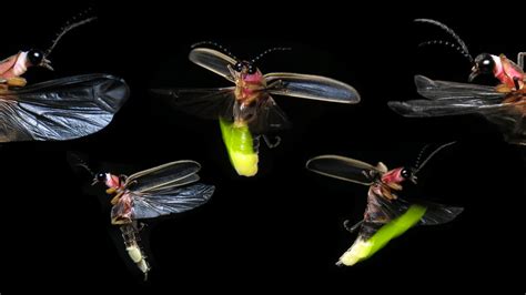 How to Talk to Fireflies - The New York Times