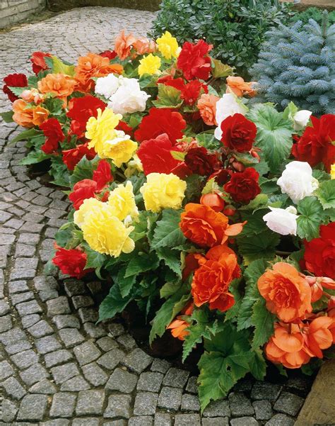 How to Care for a Begonia plant