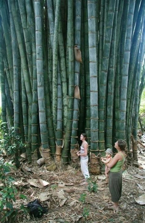 Bamboo Origins: Exploring Where Bamboo Comes From - PlantHD