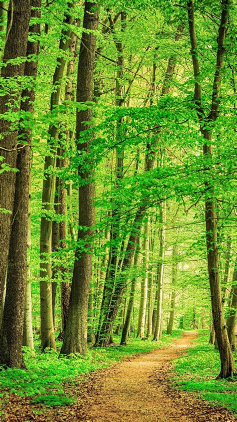 Path through beech tree forest, Thuringia, Germany | Windows Spotlight Images