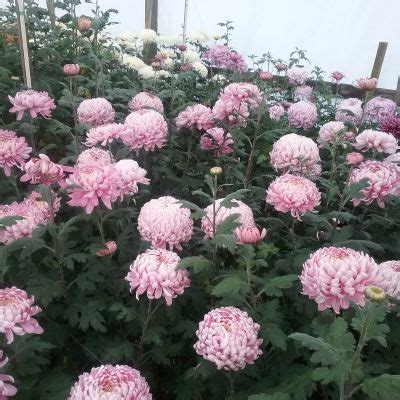 Chrysanthemum Allouise 25b - Halls of Heddon | Chrysanthemum, Bloom, Dahlia