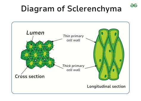 Sclerenchyma Cell