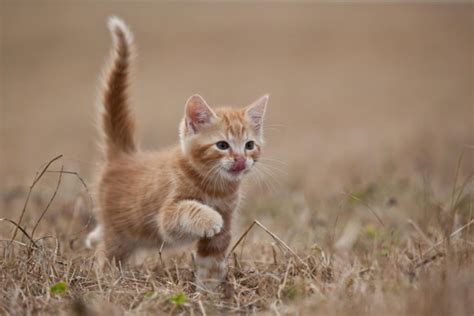 red, Animal, Cat, Kitten Wallpapers HD / Desktop and Mobile Backgrounds